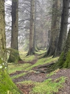 Skov Efterår Skov Efterår